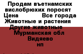 Продам въетнамских вислобрюхих поросят › Цена ­ 2 500 - Все города Животные и растения » Другие животные   . Мурманская обл.,Видяево нп